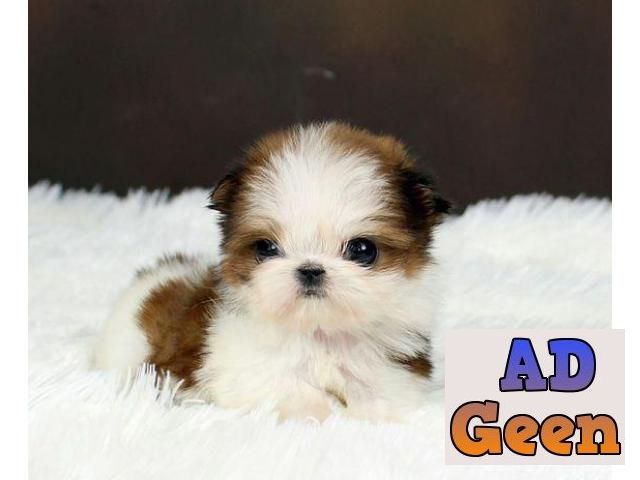 used Shihtzu bookings Open for pups 9916672339 for sale 